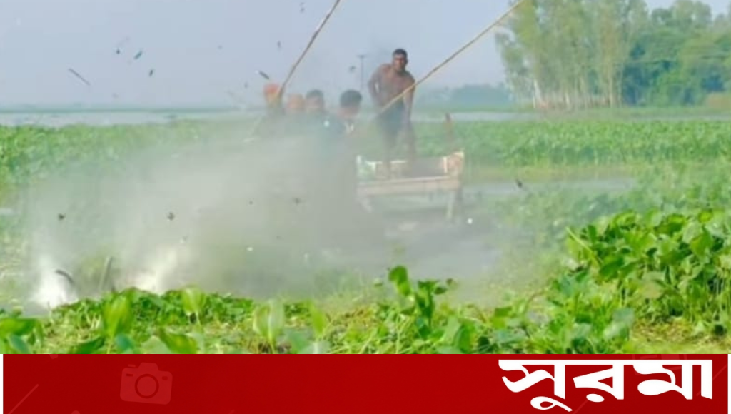 দেশীয় প্রযুক্তিতে কচুরিপানা অপসারণ যন্ত্র আবিষ্কার কৃষকদের